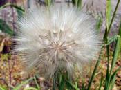 Beneficios Diente León