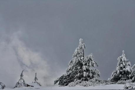 Nubes, nieve y árboles