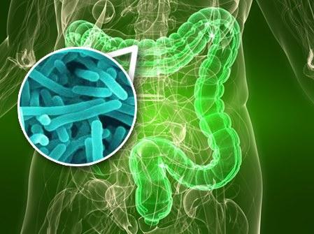 Bacterias del tracto intestinal podrían producir cólicos