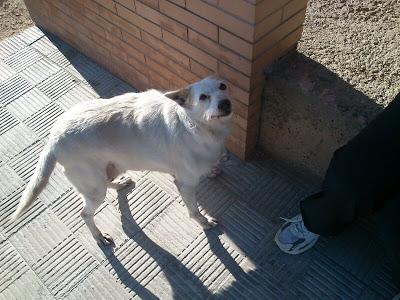 Perrita en peligro en barrio marginal  de Sevilla.