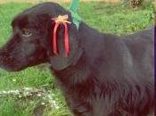 Historias perros Perritos adopción