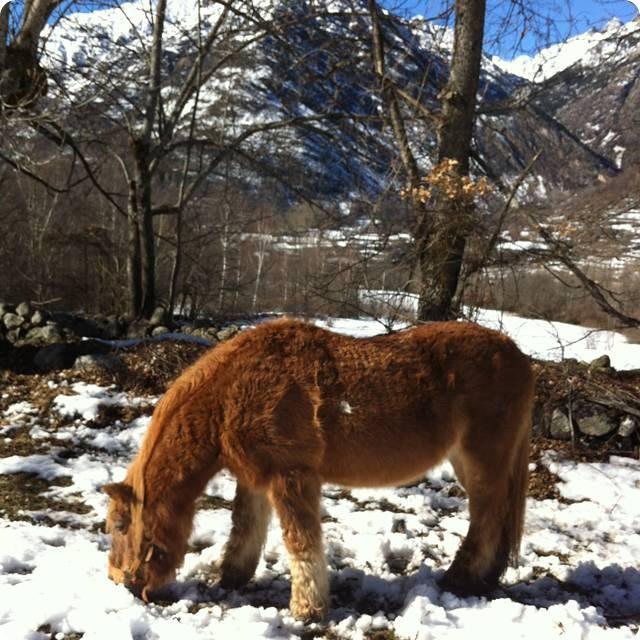 CABALLO