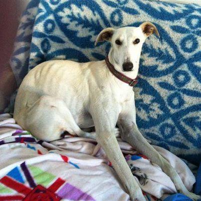 Foto: *******RONDA********  Esta es RONDA, un galgo como otro más en España. Maltratada por un galguero y rescatada. Nuestra preciosa belleza del color de la nieve tiene 2 añitos y está en casa de acogida de una estupenda chica esperando a que le llegue su oportunidad. Necesita ADOPCIÓN o PADRINOS que la quieran. ¿Quién le dará una oportunidad a esta belleza? Podéis ver su ficha completa en: http://almanimal.org/detalle_perro.php?recordID=59  Contacto: elena@almanimal.org