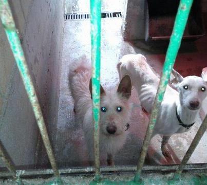 Foto: Acaban de entrar en Etxauri, nos lo pasan compañeras que hacen guardia por Beltza En los huesos y la podenca con heridas en sangre viva  El infierno del abandono en Etxauri,  LA IMPUNIDAD DEL ABANDONO CÓMO SE PUEDEN DEJAR PERROS EN ESTAS CONDICIONES?YA BASTA!!!!!!!!!!!!!  SIN DATOS, RECIÉN LLEGADOS  TXIKAS DE ETXAURI, latxikasol@hotmail.es; lamagga@gmail.com