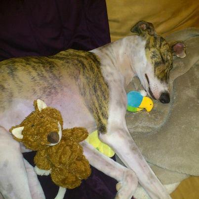 Foto: Nacho fue difundido junto a una galguita, Lala, tb ya adoptada  http://perrosdecasa.blogspot.com.es/2012/02/lala-y-nacho-una-pareja-de-galgos.html Nacho , feliz en su casa, no parece echar de menos a su galguero