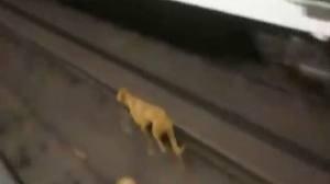 Era sólo una perra.