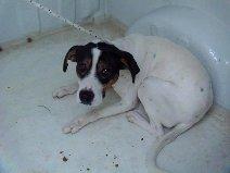 MUY URGENTE!! TRES PERROS  EN LA PERRERA DE VALENCIA, tienen la salida pagada, dos podencos de menos de 1 año y un cachorrito.