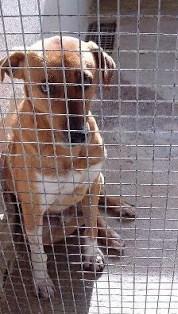 URGENTISIMO VALENCIA!!! MACHITO SUPER CARIÑOSO HORRORIZADO EN LA PERRERA. OBSERVAR SU MIRADA.