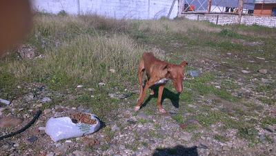 MUY URGENTE!! PODENCO ABANDONADO. (CÓRDOBA)