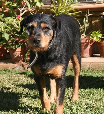 Dama, orgullo de chucho, en adopción.‏ (Sevilla)