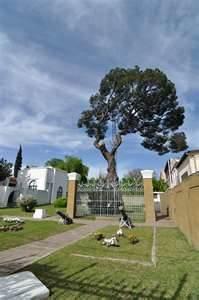 Un pino estuvo en la batalla?