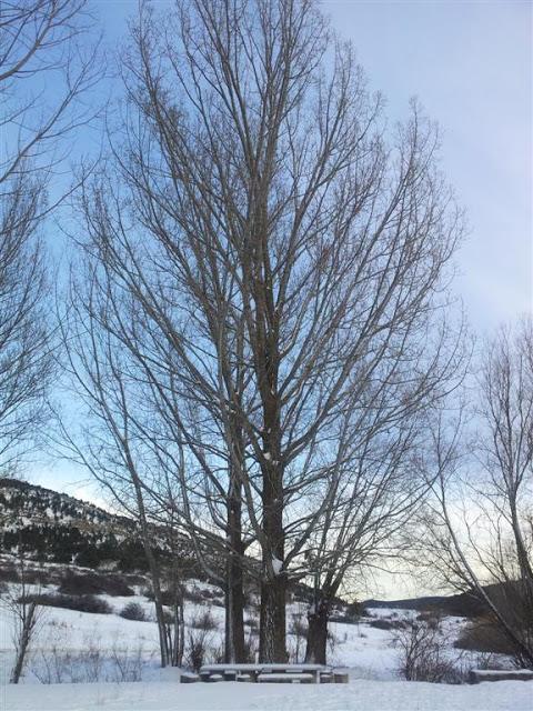 Algunas fotos más de la Nevada de enero 2013