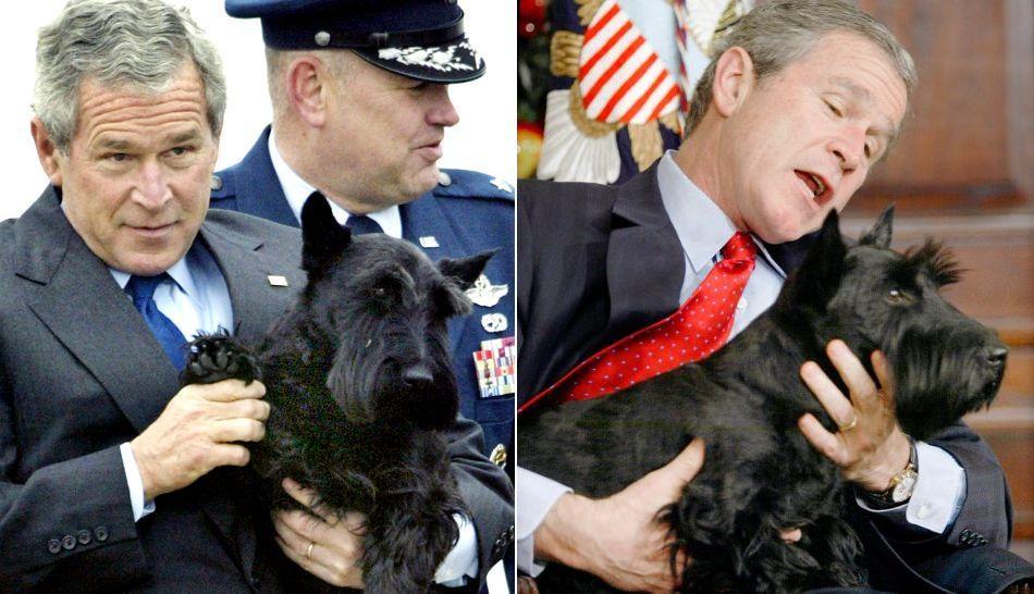 Muere el perro del expresidente George W. Bush - Paperblog