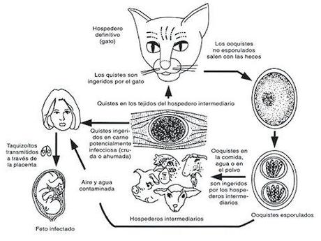 Toxoplasma gondii