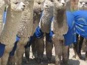 Yauyos canta reciben alpacas mejoradas para reproduccion gore lima…