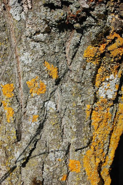 Ideas para el decrecimiento