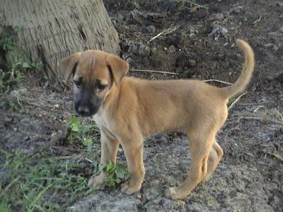 Algunos beneficios que nos aportan los perros