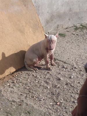 Tundra, bull terrier salvada del criador, ahora necesita ayuda...
