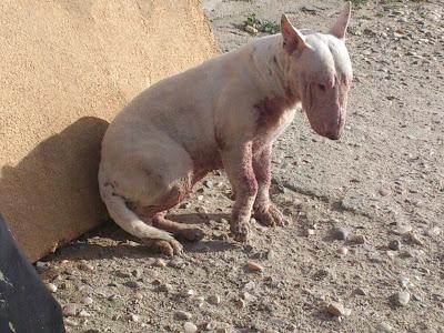 Tundra, bull terrier salvada del criador, ahora necesita ayuda...