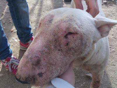 Tundra, bull terrier salvada del criador, ahora necesita ayuda...