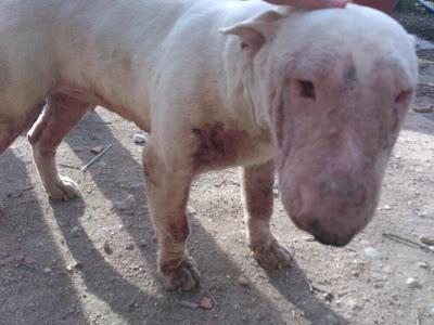 Tundra, bull terrier salvada del criador, ahora necesita ayuda...