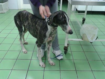 BATMAN. Galgo cruelmente abandonado. GPAR (Córdoba)