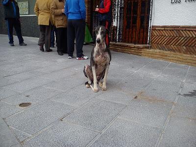 BATMAN. Galgo cruelmente abandonado. GPAR (Córdoba)