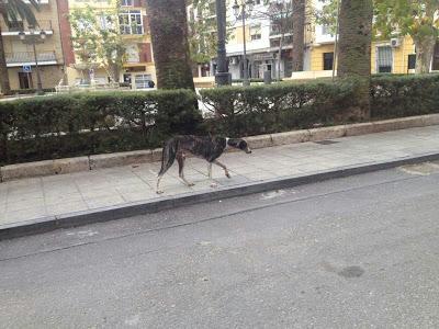 BATMAN. Galgo cruelmente abandonado. GPAR (Córdoba)