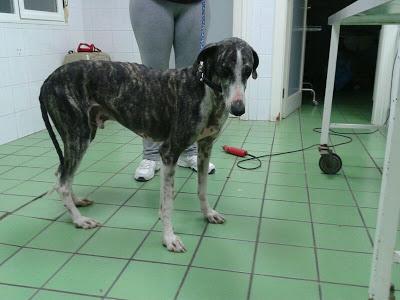 BATMAN. Galgo cruelmente abandonado. GPAR (Córdoba)
