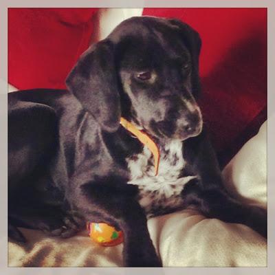 Sandy, cachorra de 4 meses, tamaño mediano, en adopción. URGENTE!!