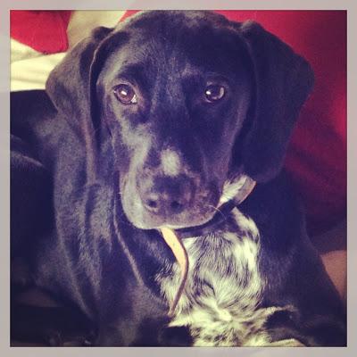 Sandy, cachorra de 4 meses, tamaño mediano, en adopción. URGENTE!!