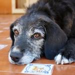 ROSITA la perrita perfecta para adoptar‏.