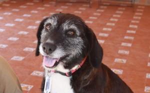 ROSITA la perrita perfecta para adoptar‏.
