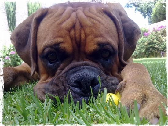 Vacuna contra la leishmania