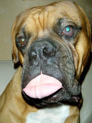 Vacuna contra la leishmania