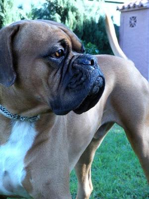 Vacuna contra la leishmania