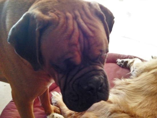 Vacuna contra la leishmania