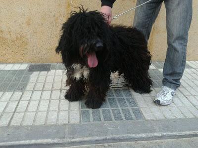 AYUDA, MUY URGENTE!! Se ha escapado Jerry en la puerta de MRW-Lucena!!. GPAR