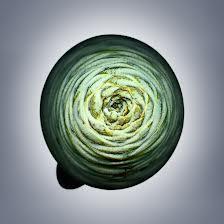 La Belleza de las Semillas, Svjetlana Tepavcevic