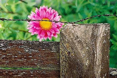 Se trata de la capacidad: