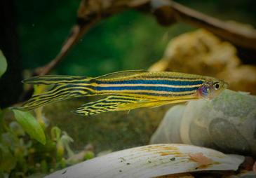 Consiguen ‘ver’ los pensamientos de un pez cebra en tiempo real