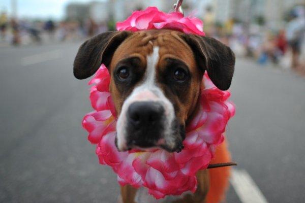 Carnaval de mascotas Brasil