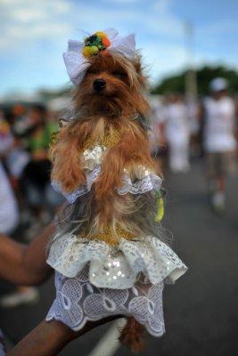 Carnaval de mascotas Brasil