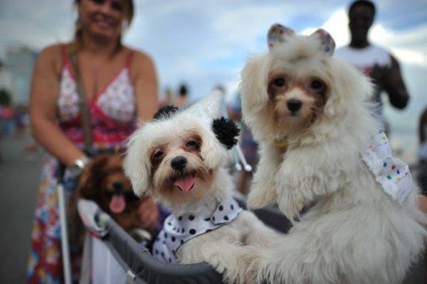 Carnaval de mascotas Brasil