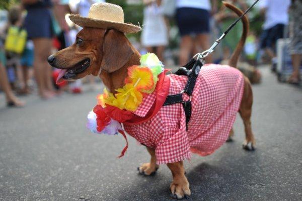 Carnaval de mascotas Brasil