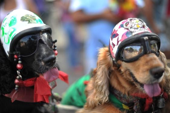 El carnaval de Rio ya empezó para las mascotas