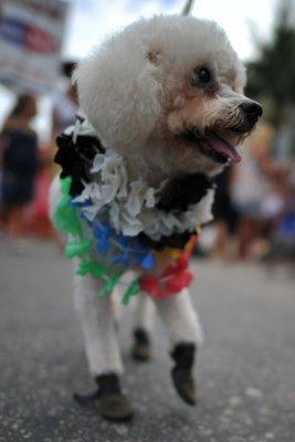 Carnaval de mascotas Brasil