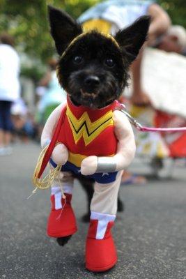 Carnaval de mascotas Brasil