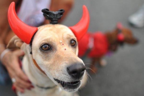 Carnaval de mascotas Brasil