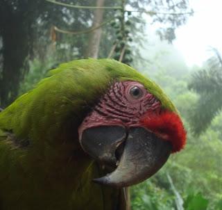 Proyecto Ara, El Gran Guacamayo Verde